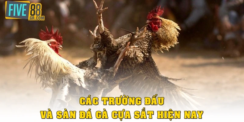 Các trường đấu và sàn đá gà cựa sắt hiện nay
