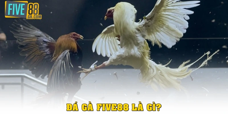 Đá gà Five88 là gì?