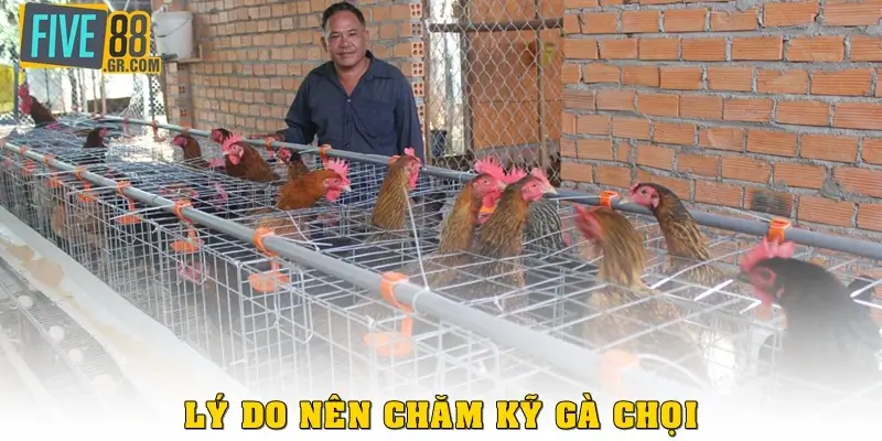 Lý do nên chăm kỹ gà chọi